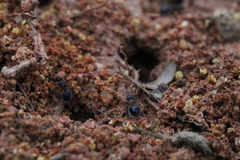 Meranoplus bicolor