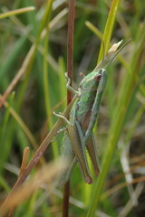 Euthystira brachyptera