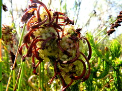 Erica sessiliflora