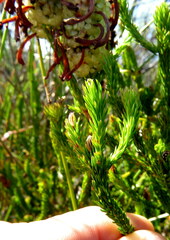 Erica sessiliflora