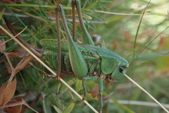 Decticus verrucivorus