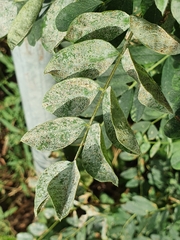 Erysiphe palczewskii