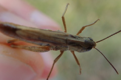 Chorthippus apricarius