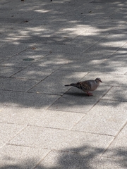 Streptopelia orientalis