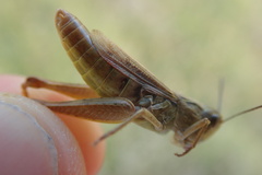 Chorthippus apricarius