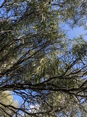 Santalum acuminatum