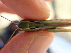Stenobothrus lineatus