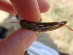 Stenobothrus lineatus