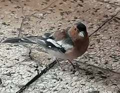 Fringilla coelebs