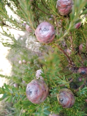 Leucadendron linifolium