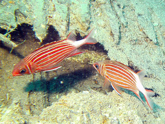 Sargocentron diadema