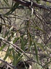 Santalum acuminatum