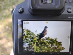 Circaetus gallicus