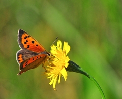 Lycaena phlaeas