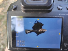 Circaetus gallicus