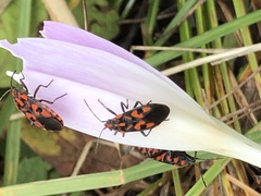 Spilostethus saxatilis