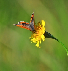 Lycaena phlaeas