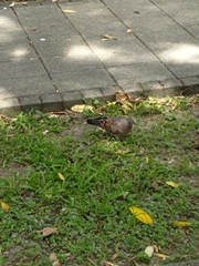 Streptopelia orientalis