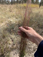 Schizachyrium fragile