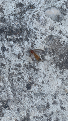 Pterygota