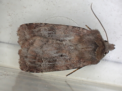 Diarsia rubi