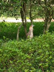 Gorsachius melanolophus