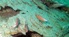Sargocentron diadema