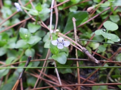 Linderniaceae