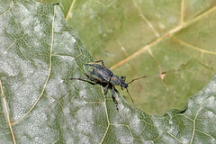Phyllobius arborator