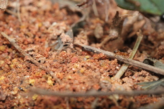 Tetramorium bicarinatum
