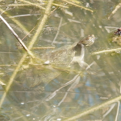 Emydura macquarii