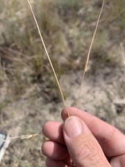 Schizachyrium fragile