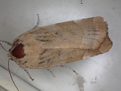 Noctua fimbriata