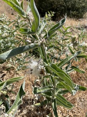 Asclepias eriocarpa