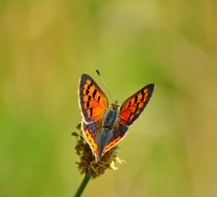 Lycaena phlaeas