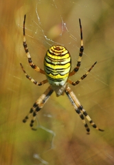 Argiope bruennichi