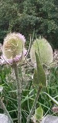 Dipsacus fullonum