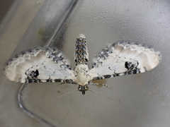 Eupithecia centaureata