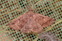 Pechipogo plumigeralis