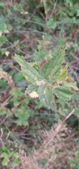 Urtica gracilis