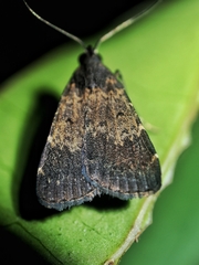 Hydrillodes lentalis