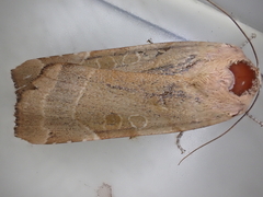 Noctua fimbriata