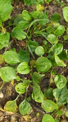 Plantago asiatica