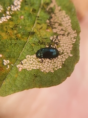Phratora