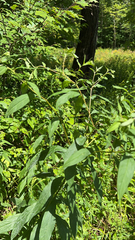 Doellingeria umbellata