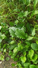 Plantago asiatica