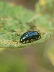 Phratora