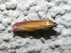 Oncocera semirubella