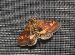 Pyrausta aurata