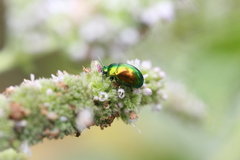 Chrysolina herbacea